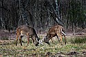 _MG_7282 whitetail bucks sparring.JPG