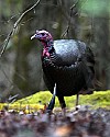 _MG_7410 tom turkey.jpg