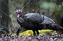 _MG_7433 tom turkey.jpg