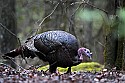 _MG_7504 tom turkey.jpg
