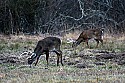 _MG_7661 whitetail bucks grazing.jpg