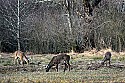 _MG_7719 whitetail bucks grazing.jpg