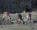 _MG_7740 whitetail bucks grazing.jpg