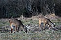 _MG_7761 whitetail bucks grazing.jpg