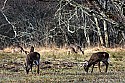 _MG_7888 whitetail bucks grazing.jpg
