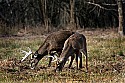 _MG_7982 whitetail bucks grazing.jpg