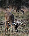 _MG_8031 whitetail bucks grazing.jpg