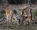 _MG_8056 whitetail bucks sparring.jpg