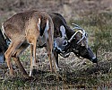 _MG_8085 whitetail bucks sparring.jpg