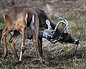 _MG_8086 whitetail bucks sparring.jpg