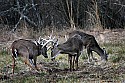 _MG_8114 whitetail bucks sparring.jpg