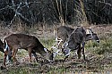 _MG_8131 whitetail bucks sparring .jpg