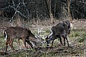 _MG_8166 whitetail bucks sparring.jpg