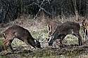 _MG_8181  whitetail bucks sparring.jpg