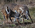 _MG_8190 whitetail bucks sparring.jpg