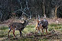 _MG_8199 whitetail bucks sparring.jpg