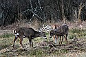 _MG_8206 whitetail bucks sparring.jpg