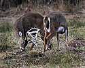 _MG_8229 whitetail bucks sparring.jpg