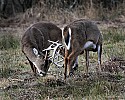 _MG_8230 whitetail bucks sparring.jpg