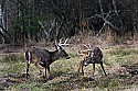 _MG_8234 whitetail bucks sparring.jpg