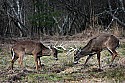 _MG_8258 whitetail bucks sparring.jpg