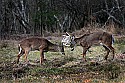 _MG_8287 whitetail bucks sparring.jpg