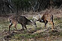 _MG_8304 whitetail bucks sparring.jpg