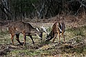 _MG_8328 whitetail bucks sparring.jpg