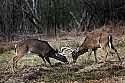_MG_8340 whitetail bucks sparring.jpg