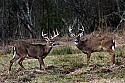 _MG_8362 whitetail bucks sparring.jpg