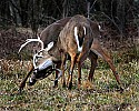 _MG_8418 whitetail bucks sparring.jpg