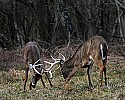 _MG_8423 whitetail bucks sparring.jpg