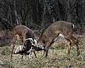 _MG_8429 whitetail bucks sparring.jpg