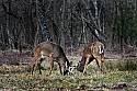 _MG_8472  whitetail bucks sparring.jpg