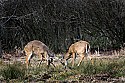 _MG_8521 whitetail bucks sparring.jpg