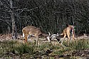 _MG_8526 whitetail bucks sparring.jpg