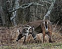 _MG_8550 whitetail bucks sparring.jpg