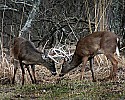 _MG_8563 whitetail bucks sparring.jpg