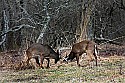 _MG_8576 whitetail bucks sparring.jpg
