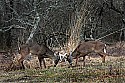 _MG_8590 whitetail bucks sparring.jpg