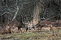 _MG_8591 whitetail bucks sparring.jpg