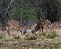 _MG_8653 whitetail bucks sparring.jpg