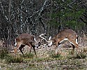 _MG_8681 whitetail bucks sparring.jpg