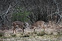 _MG_8732 whitetail bucks sparring.jpg