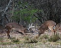 _MG_8741 whitetail bucks sparring.jpg