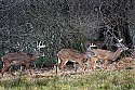 _MG_8781 whitetail bucks sparring.jpg