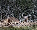 _MG_8800 whitetail bucks sparring.jpg