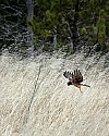 _MG_8852 harrier hunting.jpg