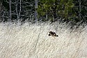 _MG_8853 harrier hunting.jpg