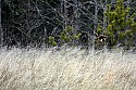 _MG_8857 harrier hunting.jpg